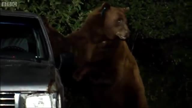 Police Catch Bear Breaking into Cars! | Bear Crimes | BBC Earth