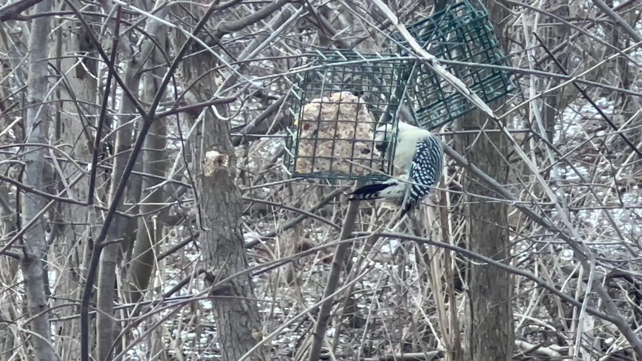 Red bellied woodpecker always awesome to watch