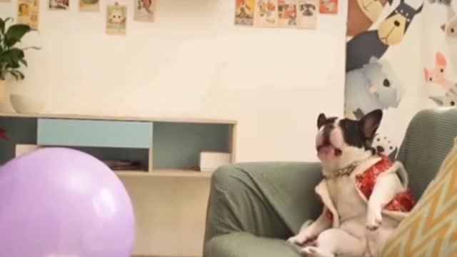 dogs funny viral video dogs top