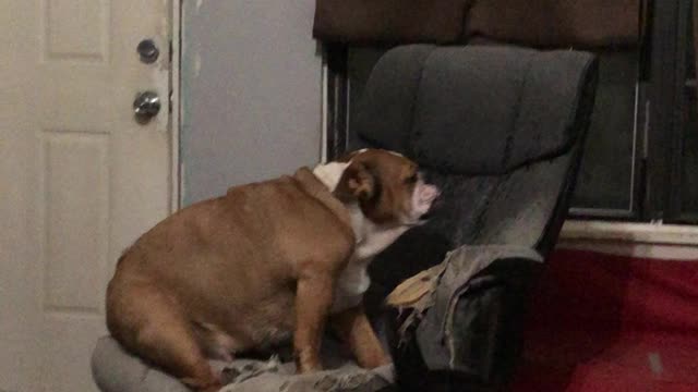 My dog is broken
