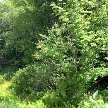 free flying Kiwi 🥝 🦜 parrot irn canada