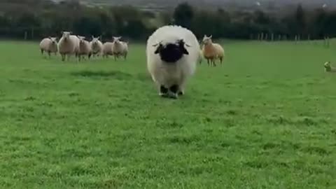 BoPeep The Sheep is Celebrating #shorts #viral #shortsvideo #video