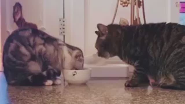 Cats are sharing milk!amazing