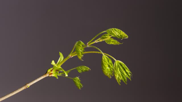 The beginning of a new life. Fragment of the kidneys on the tree