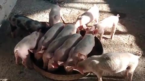 Adorable Hank the Pig Loves Swimming and Taking Baths