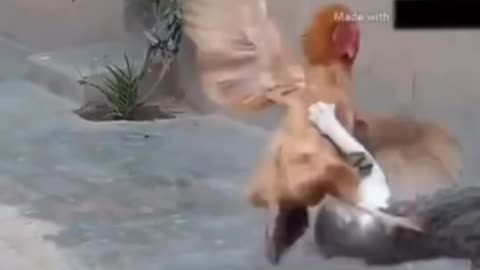 Cat vs chicken funny fighting