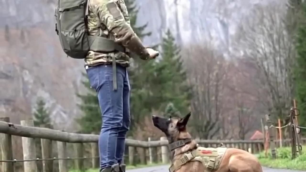 Tiraen Dog