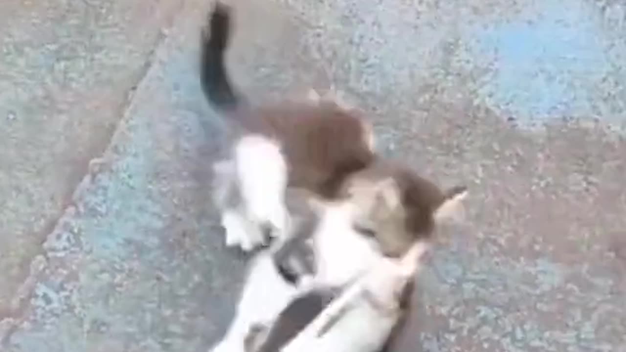 A Cat Saving her Friend Life 😳❤