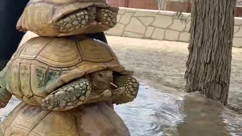 Turtle pyramid