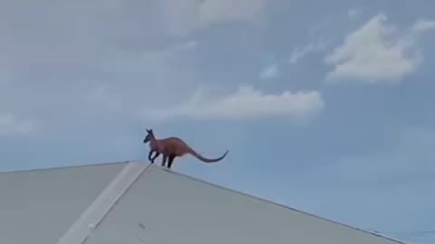 Crazy kangaroos 🤣