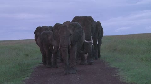 Travel to Africa on safari African Wildlife life