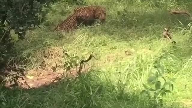 Tiger VS Monkeys