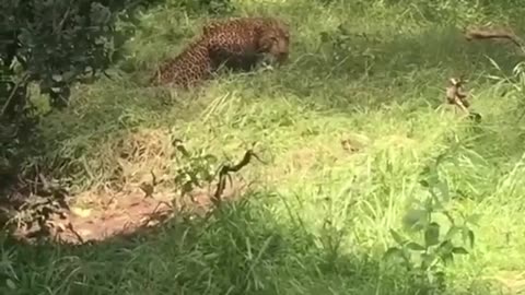 Tiger VS Monkeys