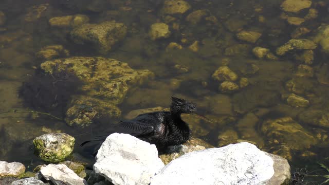 Anhinga drying up its feathers in Florida wetland