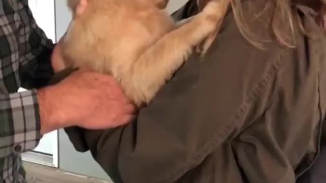 Woman laughs while brown puppy licks her face