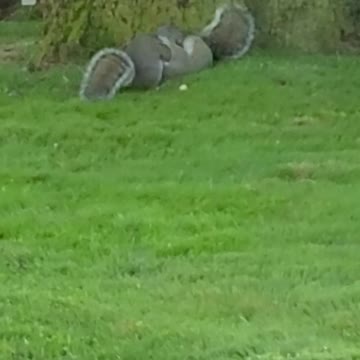 Ever see squirrels playing? So cute