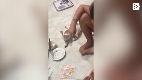 A cat pretends to sleep to steal a family's dinner