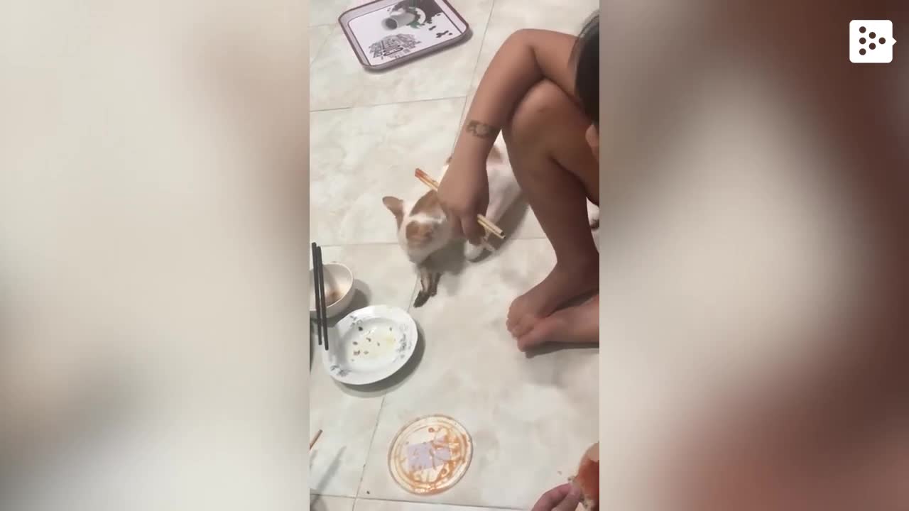 A cat pretends to sleep to steal a family's dinner