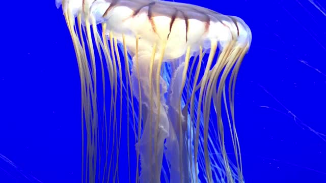 Atlanta Aquarium Jelly Fish