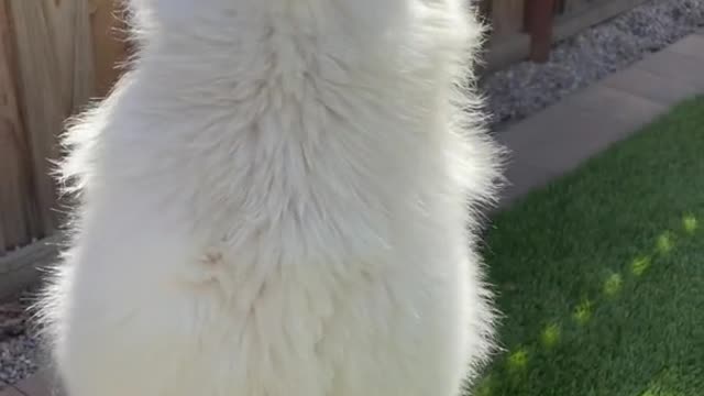 Cute Dog in standing moments