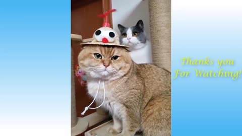 Funniest Animals - Best Of The 2021 Funny Animal Videos