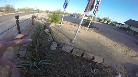 We pulled 5 of our Aloe Vera and replanted them in another part of the yard