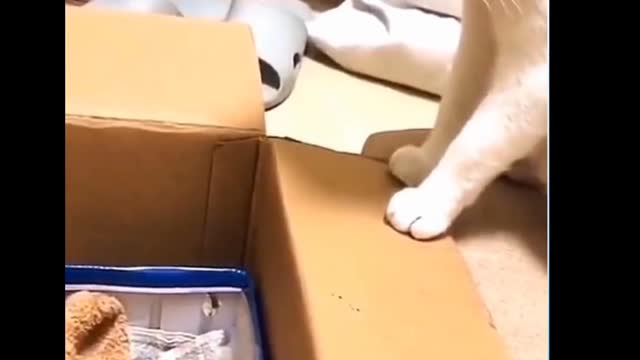 The first cat destroys the second cat.