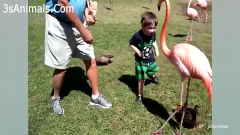 the funny video :D