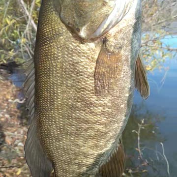 WINNER Winter SmallMouth Bass