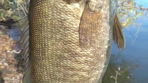 WINNER Winter SmallMouth Bass