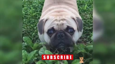 ☑️ Funniest Animals Scaring People Reactions of 2022 Weekly Compilation | Funny Pet Videos #Shorts