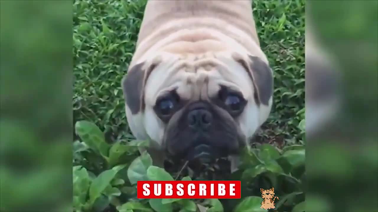 ☑️ Funniest Animals Scaring People Reactions of 2022 Weekly Compilation | Funny Pet Videos #Shorts