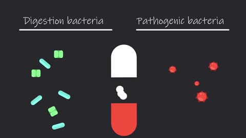 Role of bacteria in digestion