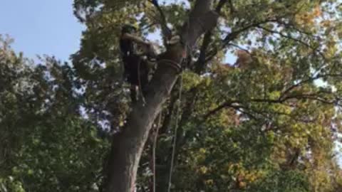 Roping a log down