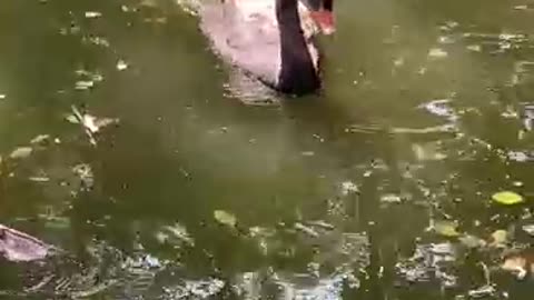 Big black duck looking for food