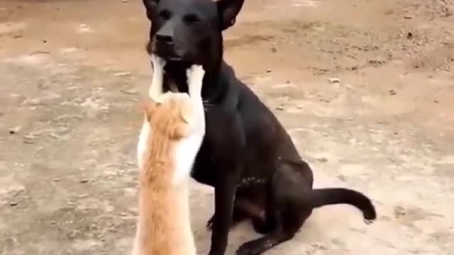 OMG so cute 😆best funny cat video 2021