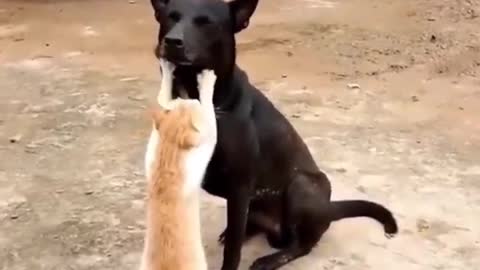 OMG so cute 😆best funny cat video 2021