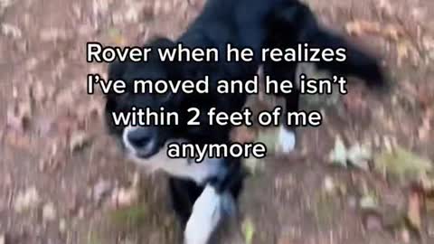 Rover when he realizes l've moved and he isn't