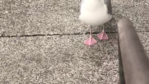 cute bird? in Vancouver