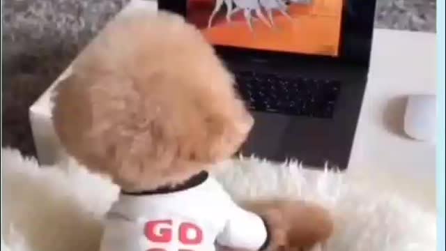 Cute puppy watching cartoons happy 😍😍😍