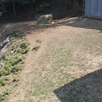 Makeshift hay feeder
