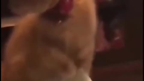 L AND CRAZY CATS CRAZY DOGS SEE WHAT THEY DO #shorts