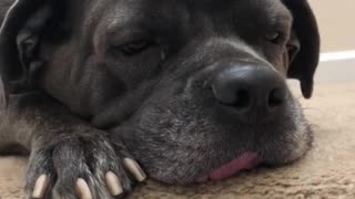 Dog sleeping on stairs with tongue sticking out