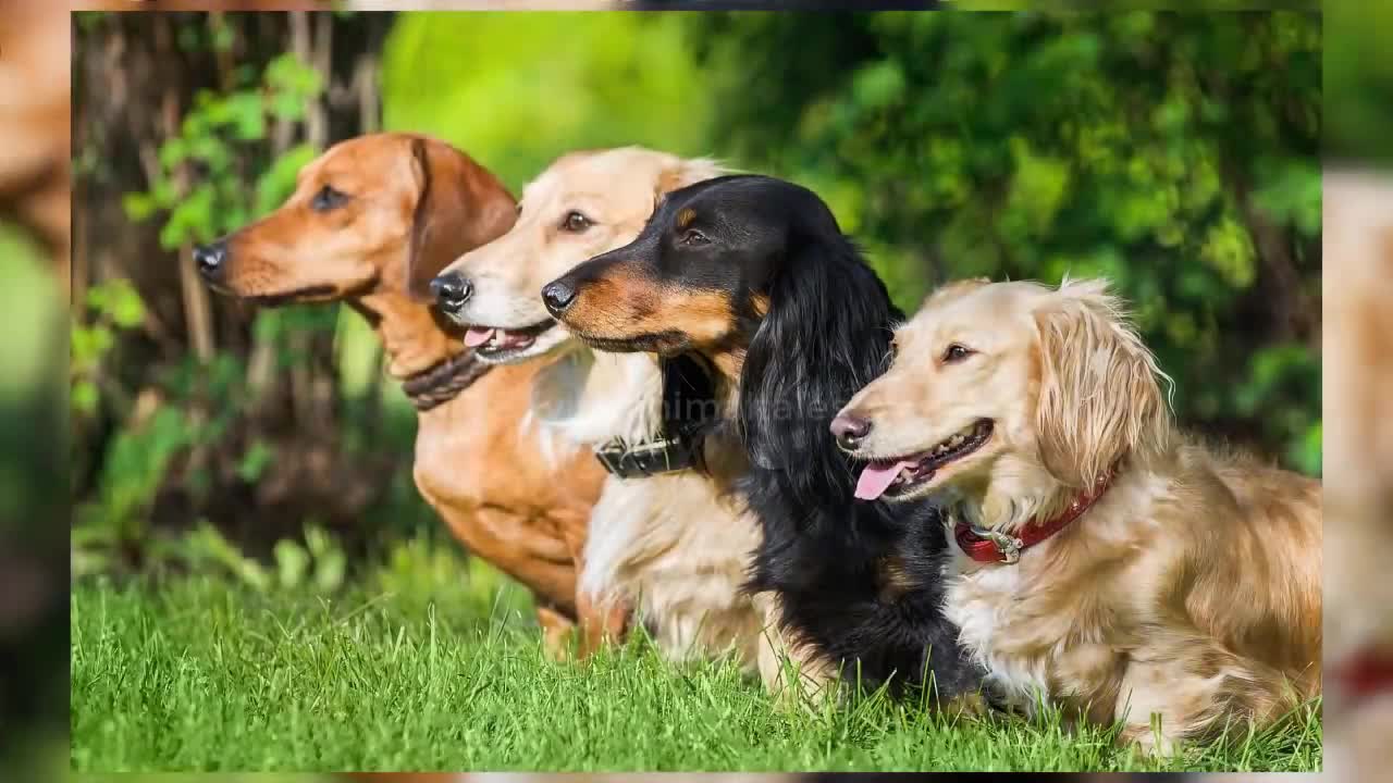 Small Dog breeds that Stay small and dont Shed [Top 10 Small Dog Breeds for Families]