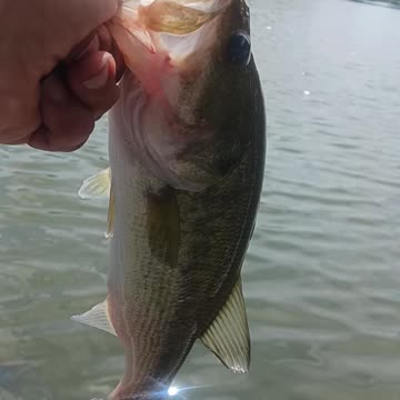 Largemouth bass