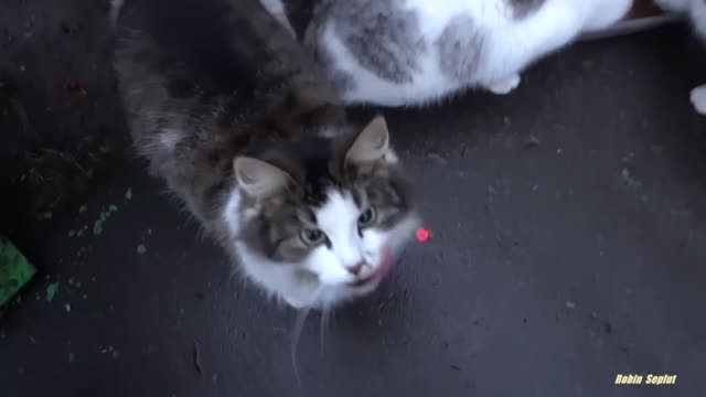 cute cat is saying something to me (reupload)