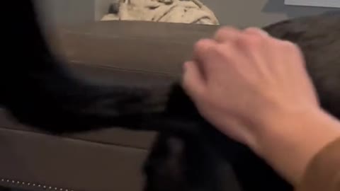 Big Black Dog