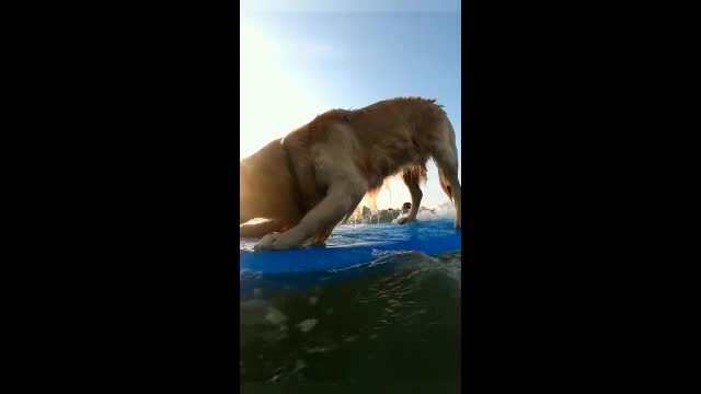 Surfing Dog Video | #funnypets Rumble