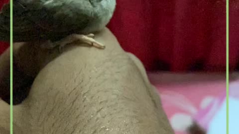 Baby zebra finch