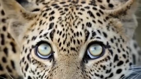 Leopard loving the camera